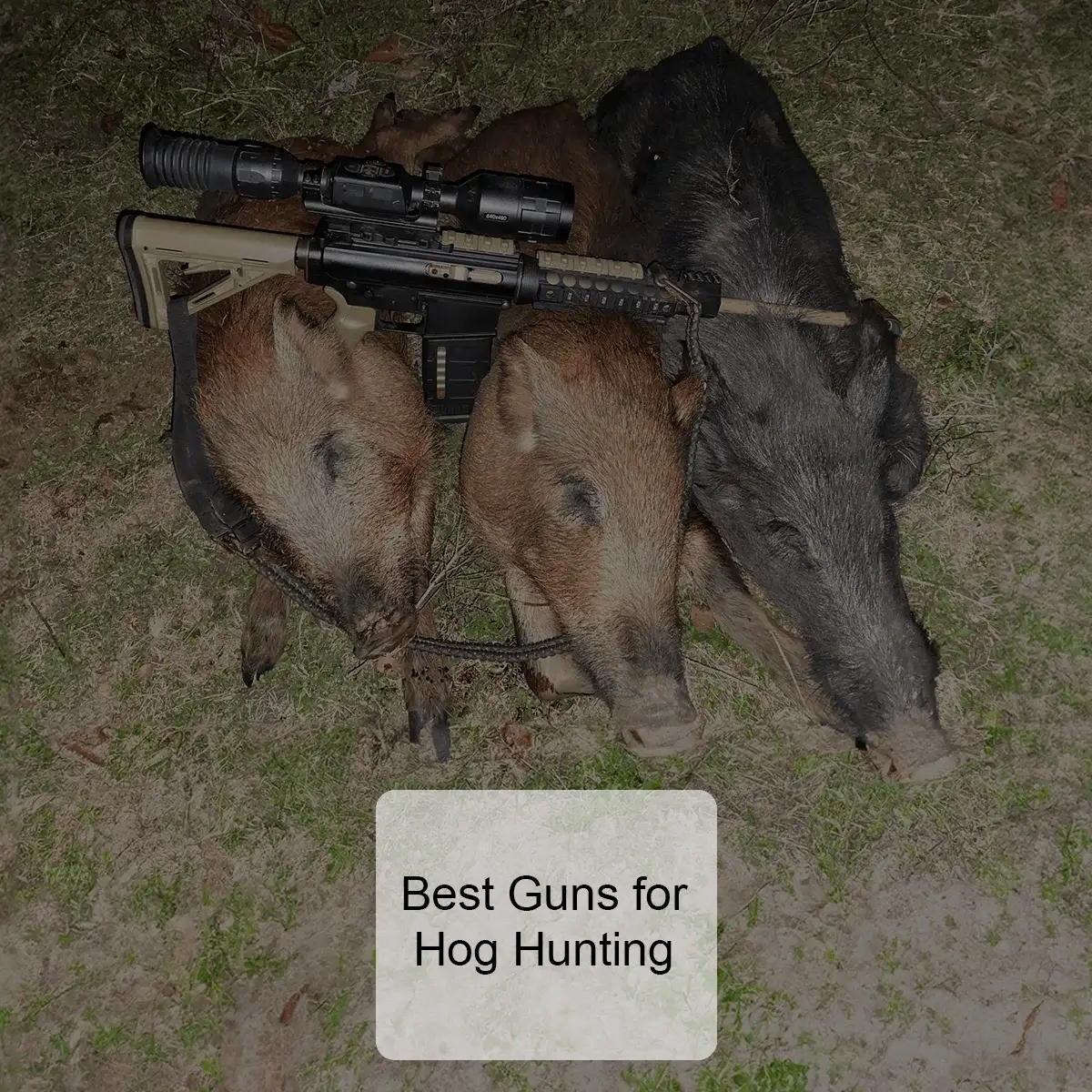 Best Guns for Hog Hunting