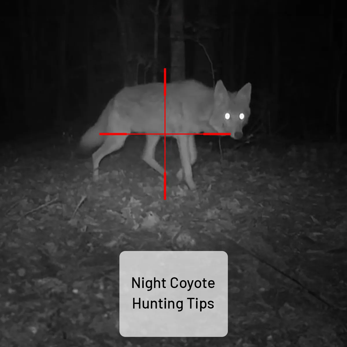 Night coyote hunting tips