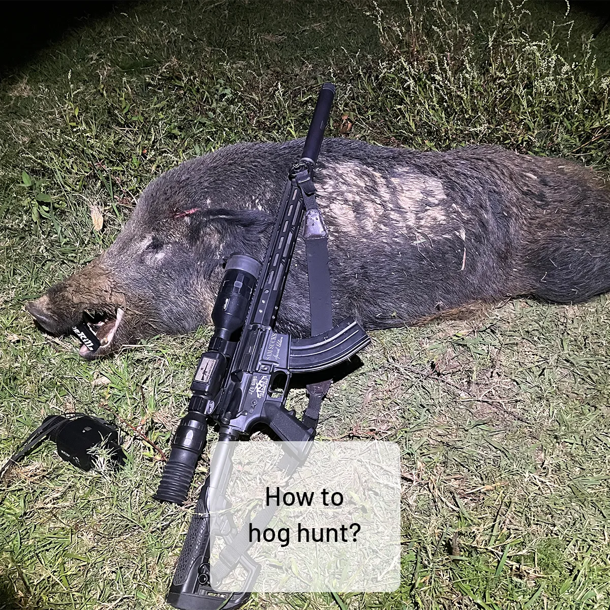 how to hog hunt