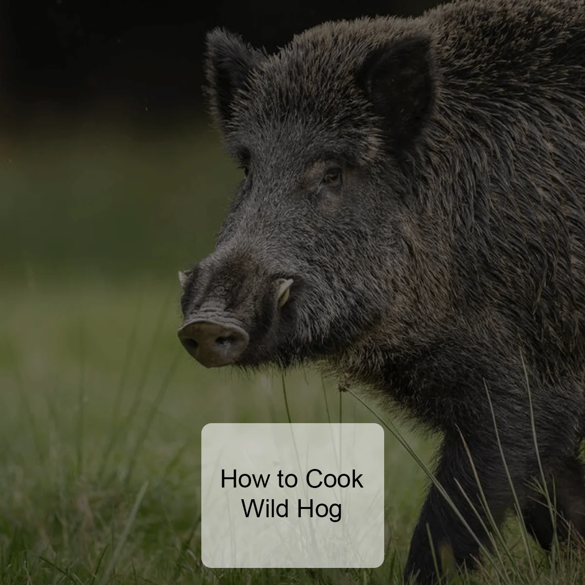 How To Cook Wild Hog
