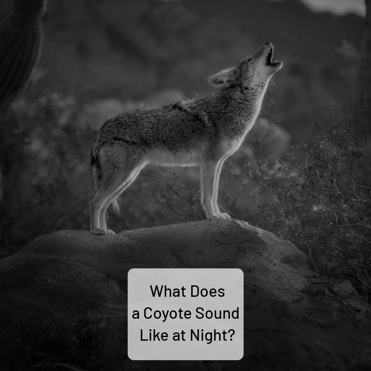 what does a coyote sound like at night