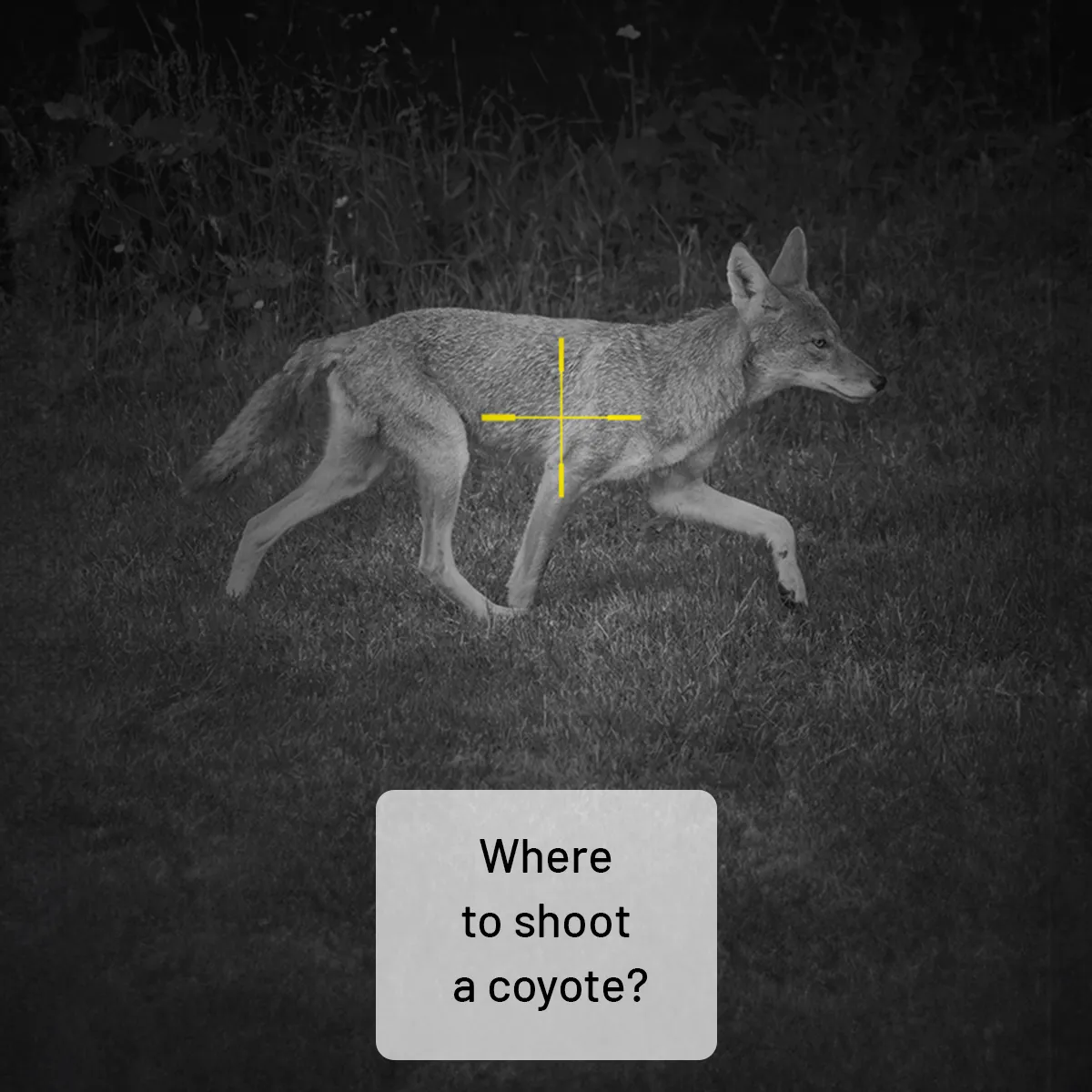 Where to shoot a coyote