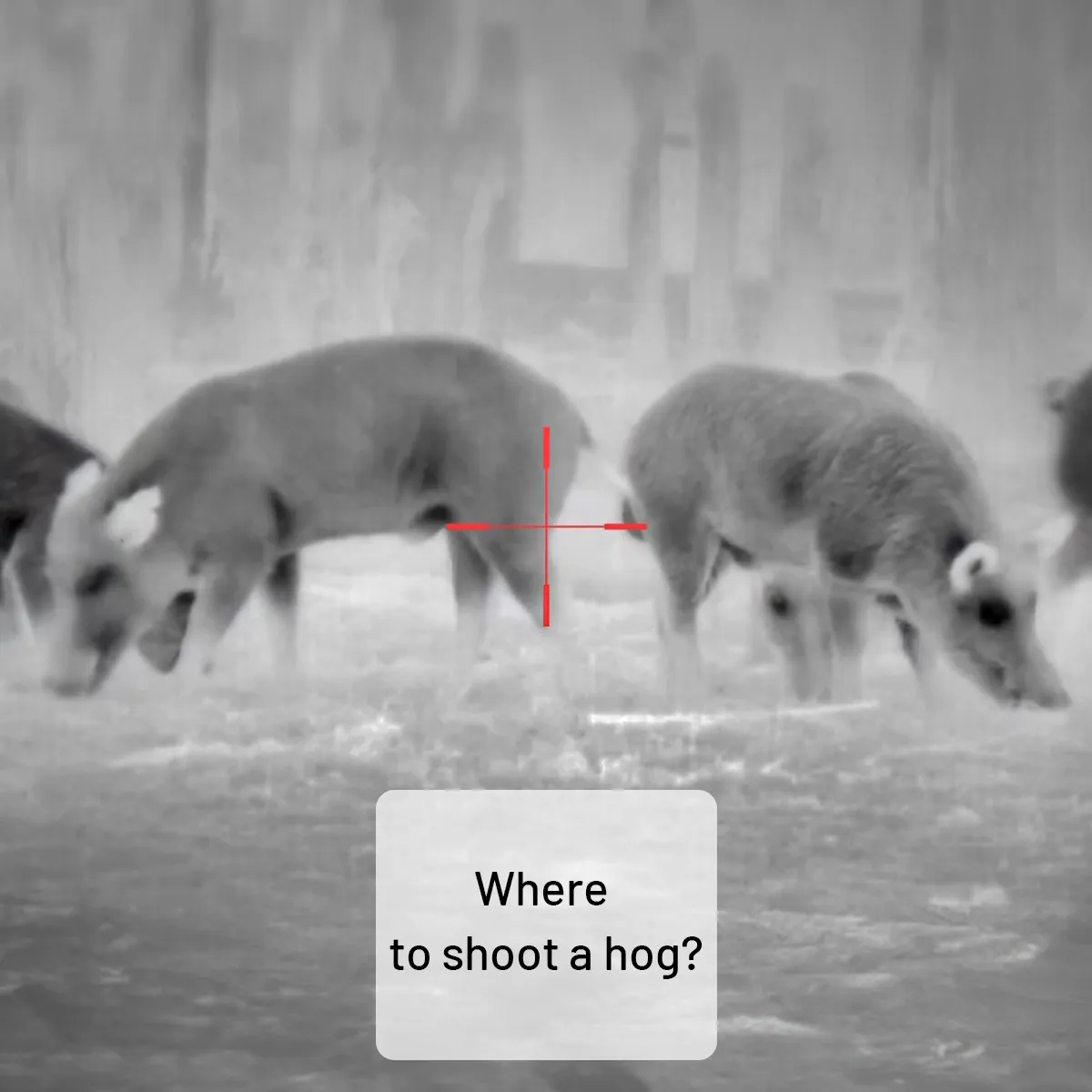Where to shoot a hog